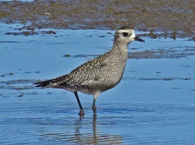 American Golden-Plover