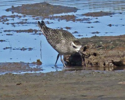 American Golden-Plover