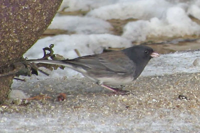 Cassiar-type Dark-eyed Junco male