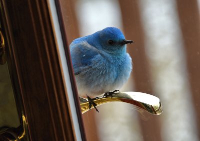 MERLIN . . .THE BLUEBIRD