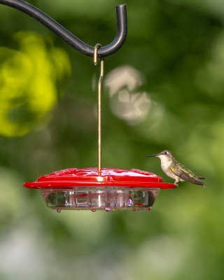 Female_feeder_IMGP8526.jpg