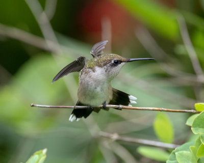 Immature_male_RT_Hummingbird_IMGP9604a.jpg