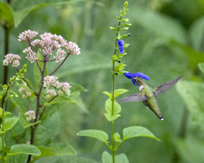 Salvia_guaranitica_IMGP0584a.jpg