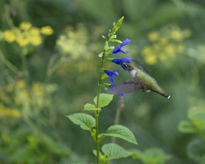 Salvia_guaranitica_IMGP0596a.jpg