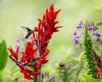 Canna_IMGP0777a.jpg