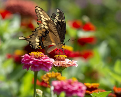 giant_swallowtails