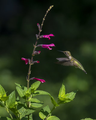 Salvia_Amante_IMGP1058a.jpg