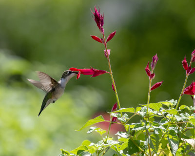 Salvia_darcyi_x_splendens_Roman_Red_IMGP1092a.jpg