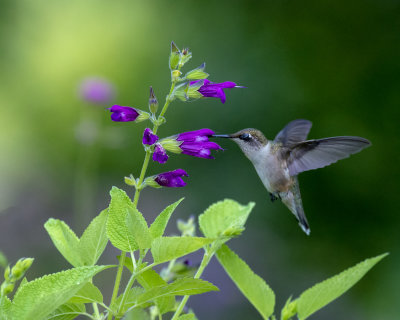 Salvia_Envy_IMGP1509a.jpg