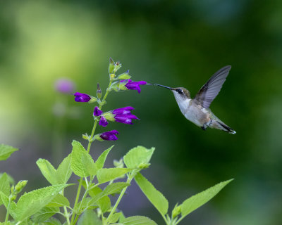 Salvia_Envy_IMGP1510a.jpg