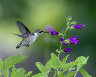 Salvia_Envy_IMGP1515a.jpg