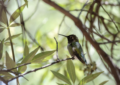 Blackchinned_Hummingbird_IMGP2143a.jpg