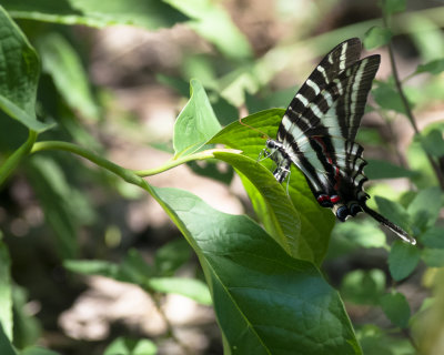 zebra_swallowtails