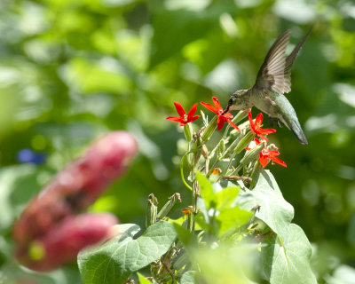 Royal_Catchfly_IMGP3510a.jpg