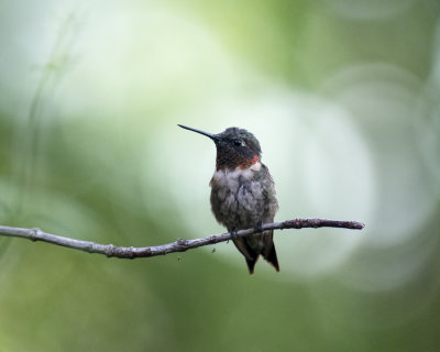 Molting_male_perched_IMGP3414a.jpg