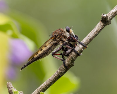 Robber Flies