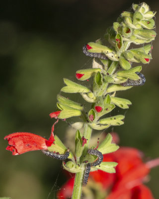 Sphinx Moths and others