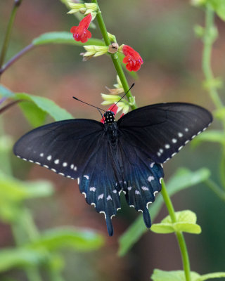 Pipevine_Swallowtail_on_salvia_subrotunda_IMGP5447.jpg