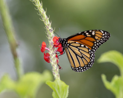 Monarchs