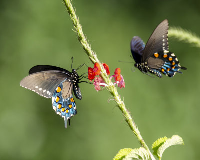Pipevine_Swallowtails_IMGP5840.jpg