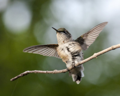Wing_stretch_IMGP6196a.jpg