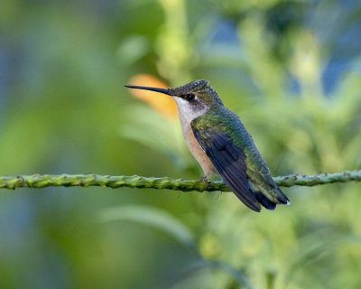 Immature_RTHu_perched_IMGP6984a.jpg