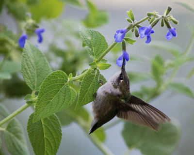 Salvia_durifolia_Elk_Blue_IMGP7746a.jpg