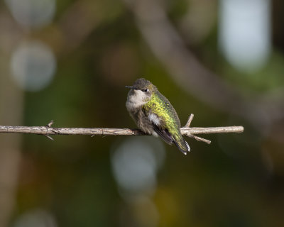 November_hummingbird_IMGP7865.jpg