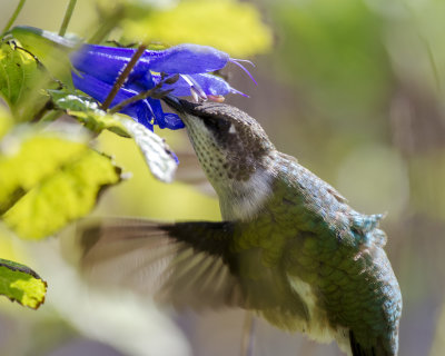 2019 Hummingbirds and Blooms