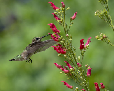 2020 Hummingbirds