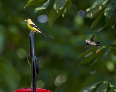 Goldfinh and hummingbird IMGP9695a.jpg