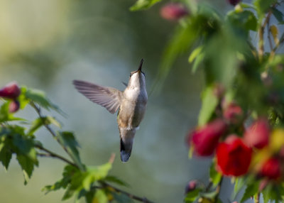 Hover IMGP1414a.jpg