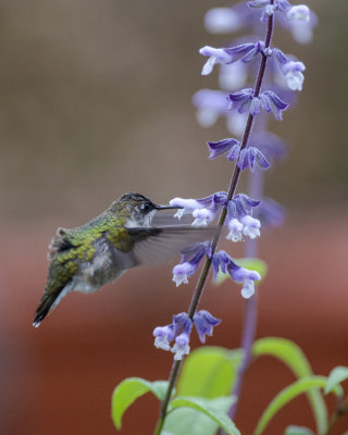 2020 Hummingbirds