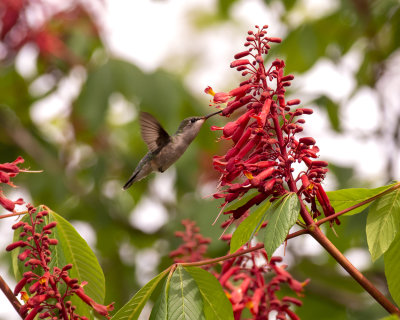 2021_rubythroated_hummingbirds