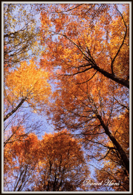 arbres_en_automne_de_bas_en_haut.JPG