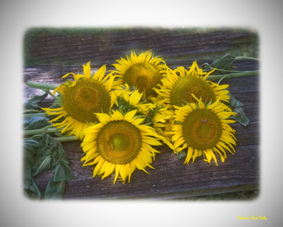 5 Sunflowers