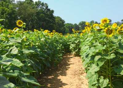 Path of the Sunflowers