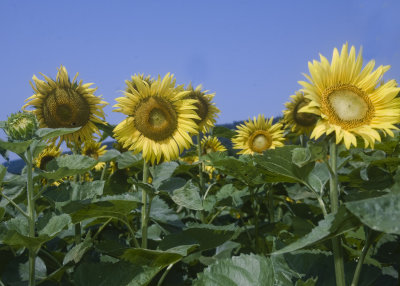 Giant Sunflowers facing the Sun