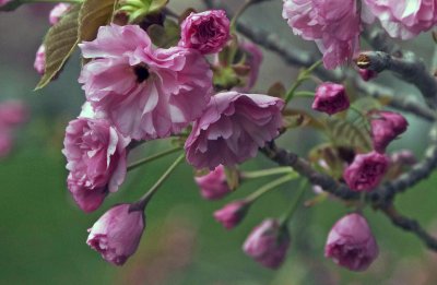 Cherry Blossoms