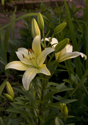White Lily