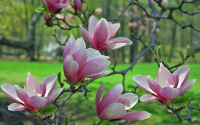 Dog Wood Blossoms