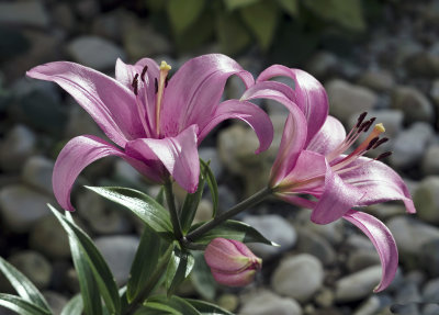 Rare colored Lily