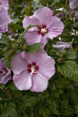 Rose of Sharon