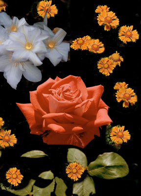 Spring Flowers