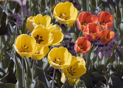 Tulips
