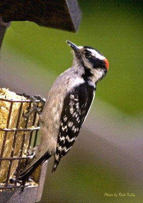 Woodpecker
