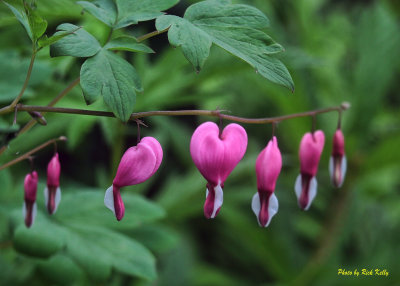 Bleeding Hearts