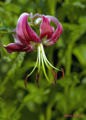 Very delicate flower