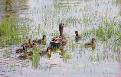 Mother Duck