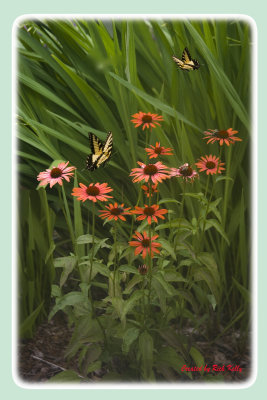 Butterflies